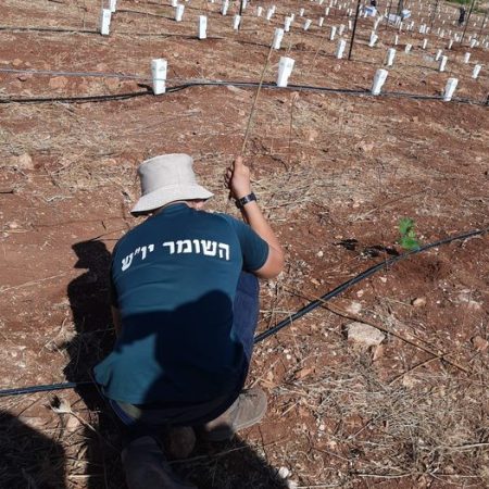 נטיעות טו באב